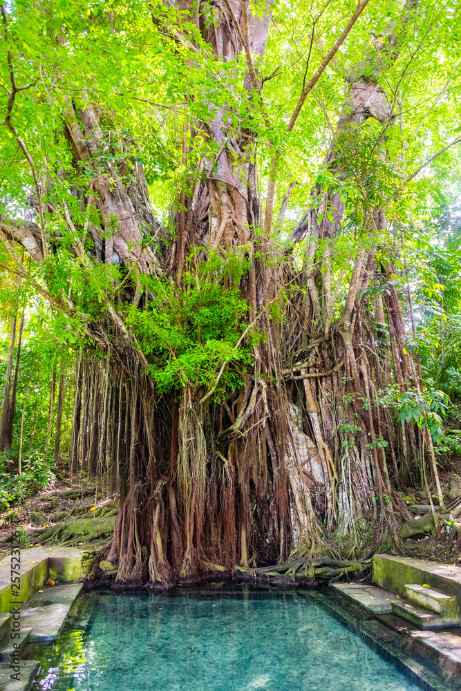 Old Enchanted Balete Tree